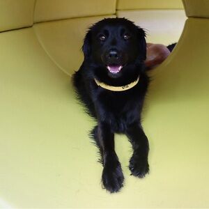 COPY - Bird earrings